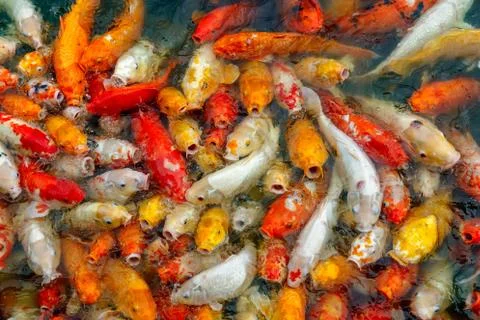 Group of multi-colored koi carps Stock Photos