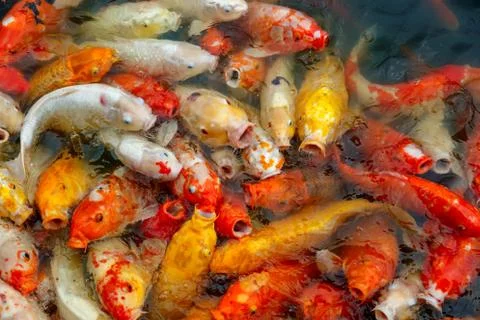 Group of multi-colored koi carps Stock Photos