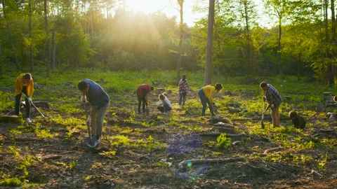 Group of multicultural happy eco activists plants tree at sunset. Diverse people Stock Footage 163281072