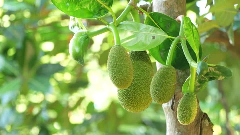 Group of Multiple Young Jackfruits on Branch in Vietnam Orchard Stock Footage 326330847