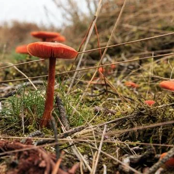 Group mushroom in forest Stock Photos