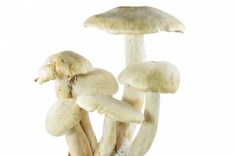 Group of mushroom Stock-Fotos