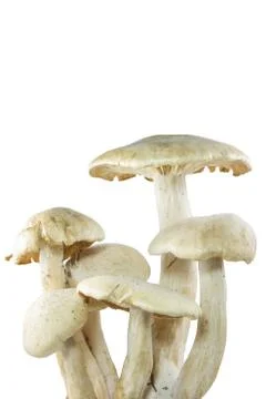 Group of mushroom Stock Photos