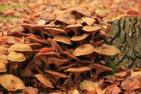 Group of mushrooms in a fall forrest Foto stock