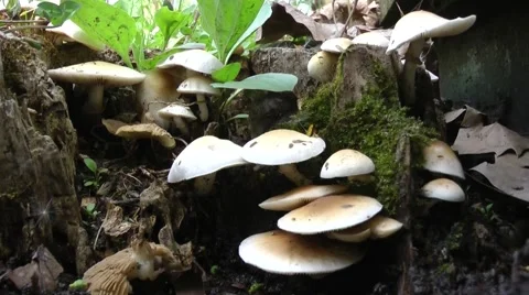 A group of mushrooms. 스톡 동영상 49130995