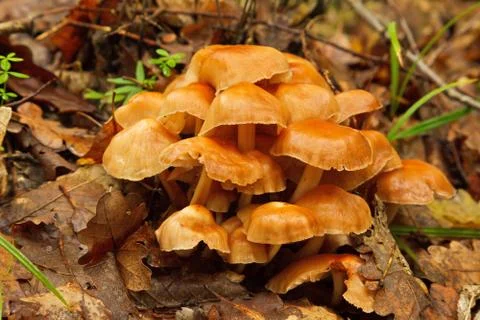Group of mushrooms in forest Foto stock
