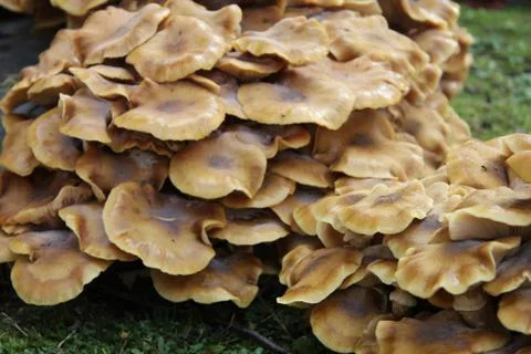 Group of mushrooms Stock Photos