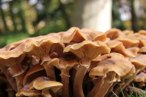 Group of mushrooms Stock Photos