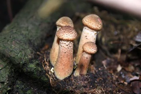 Group of mushrooms Stock Photos