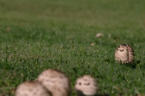 Group of mushrooms Stock Photos