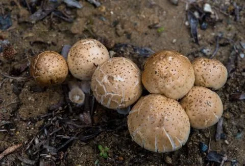 Group of mushrooms Stock-Fotos