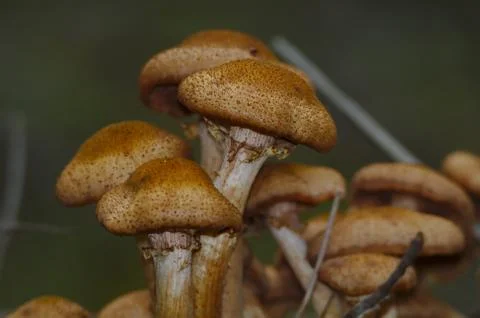 Group of mushrooms Stock Photos