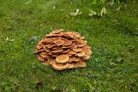 Group of mushrooms. Stock Photos