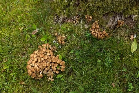 Group of mushrooms. Foto stock