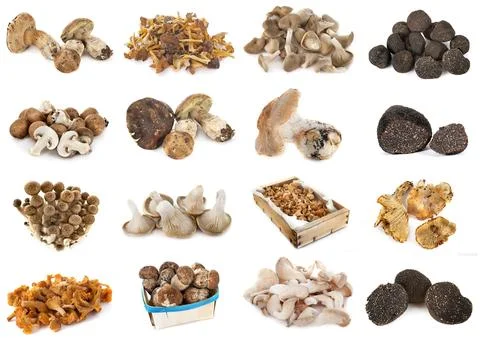 Group of mushrooms Foto stock