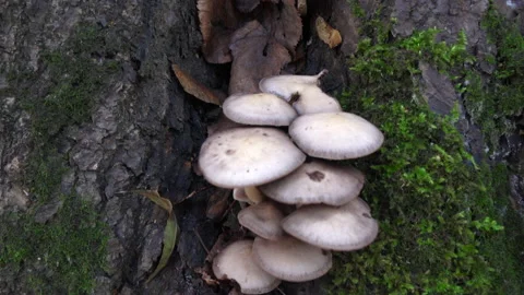 Group of mushrooms in a tree crack 库存影片 220143054