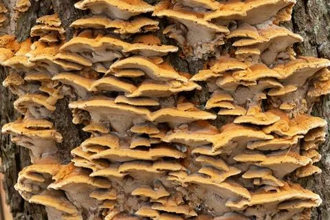 Group of mushrooms on a tree trunk in a forest Stock Photos