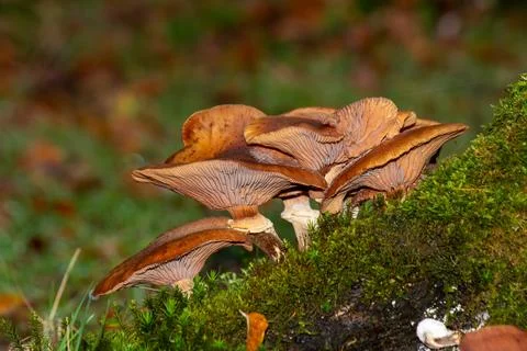 Group of mushrooms on a tree trunk in a forest on the Posbank, National Par.. Foto stock