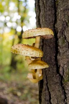 A group of mushrooms on a tree trunk Stock Photos