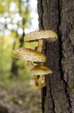 A group of mushrooms on a tree trunk Stock Photos