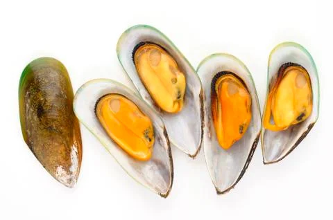 Group of mussels Stock Photos