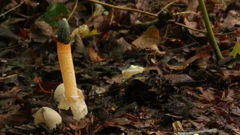A group of Mutinus caninus, commonly known as the dog stinkhorn. Stock Footage 140450353