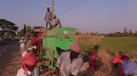 Group of n people working with hay and grains in India Stock Footage 49321943