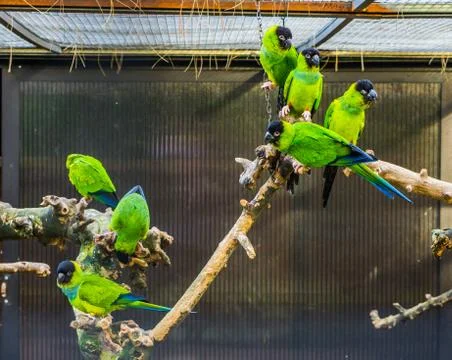 Group of Nanday parakeets sitting on branch together in the aviary, popular t Stock Photos