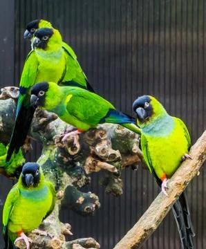 Group of Nanday parakeets together in the aviary, Popular pets from America,  Stock Photos