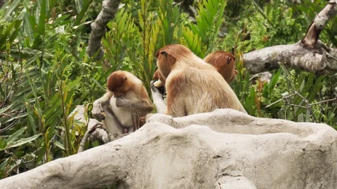 Group of (Nasalis larvatus) Proboscis Monkey in Borneo Jungle Stock Footage 127611086