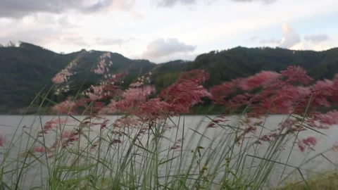 A group of Natal grass (melinis repens) growing by the lake Stock Footage 262252398