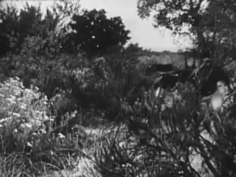 Group of natives with spears sneaking up in bushes, 1940s Stock Footage 260258292
