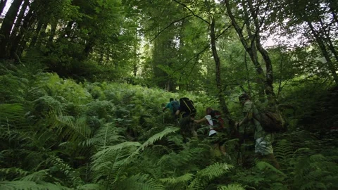 Group of nature scientists push their way through a densely overgrown forest Stock Footage 208883664