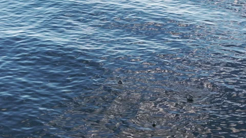 Group of Navy Seals Floating on Top of Body of Water Stock Footage 266915554
