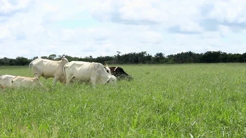 Group of nellore cattle eating grass on a  green pasture on a cloudy day Stock Footage