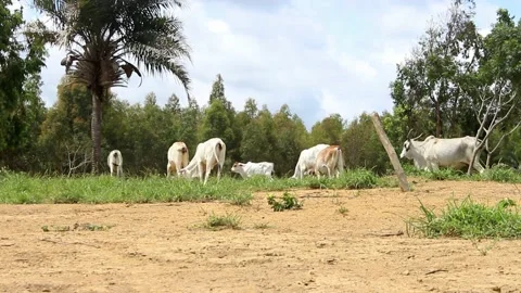 Group of nellore cattle resting on a tree and over a green pasture Stock Footage 168644493