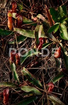 Group of nepenthes plant Stock Photos