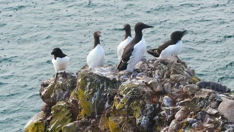 A group of nesting guillemots (Uria aalge) on the cliffs of the Isle of May Stock Footage 92832531