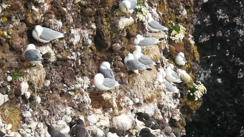 A group of nesting Nesting Kittiwakes (Rissa tridactyla) Stock Footage 92832607