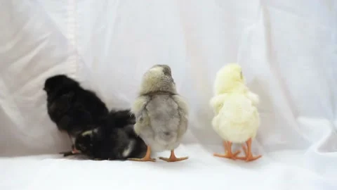 Group of  newborn chicks of different color standing together, horizontal 4k foo Stock Footage 232787219