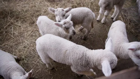 Group of Newborn Lambs Standing Close Together in the Straw of a Barn Pen Stock Footage 345234401