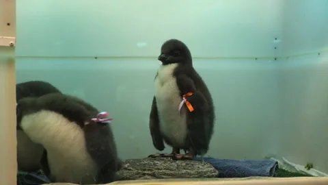 A group of Newborn penguins Stock Footage 132789223