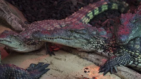 Group of Nile crocodiles 4K Stock Footage 138022818