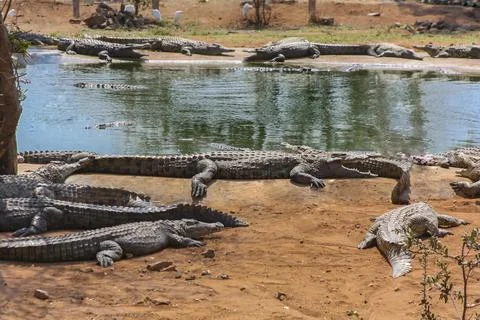 Group of Nile crocodiles of different sizes, ages and sexes near the water on Foto stock