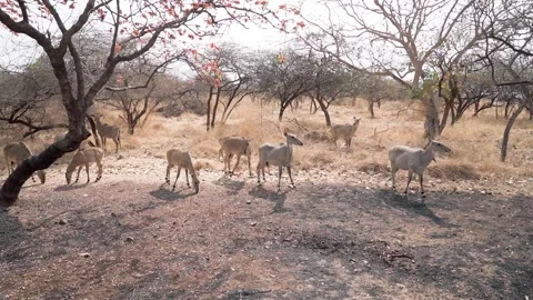 Group of nilgai Video stock 241477217