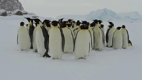 The group is not of breeding adults of the emperors outside of the colony Stock Footage 73598304