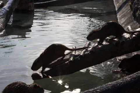 Group of nutrias Stock Photos