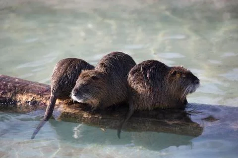 Group of nutrias Stock Photos