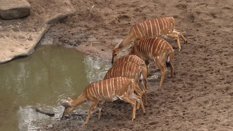 Group of Nyala Drinking Water. Stock Footage 161955796