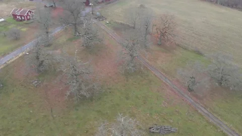 Group of Oak Trees With No Leaves Along Gravel Road, Aerial Circling Stock Footage 144843007